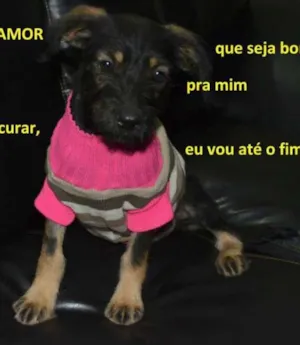 Cachorro raça dv idade  nome Lindos filhotes e a