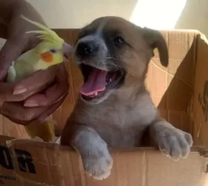 Cachorro raça Vira Lata idade Abaixo de 2 meses nome Zelda