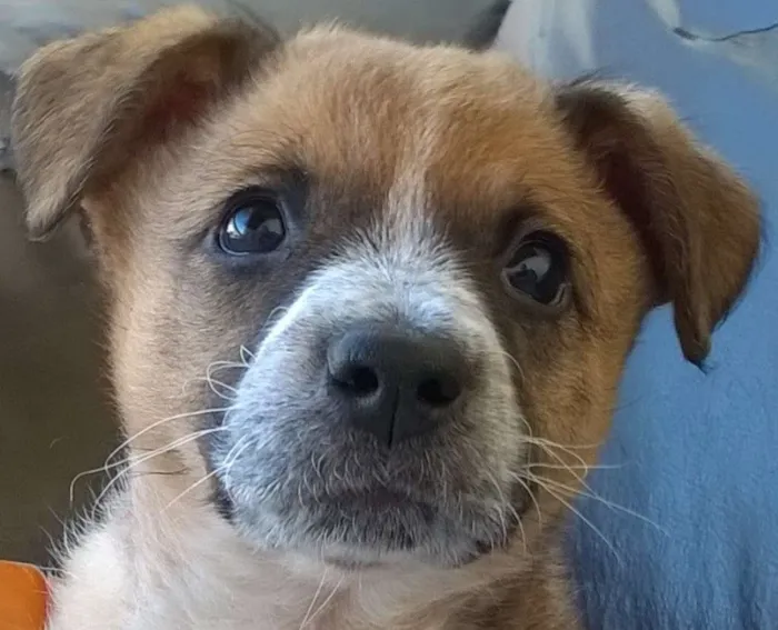 Cachorro ra a Vira Lata idade Abaixo de 2 meses nome Zelda