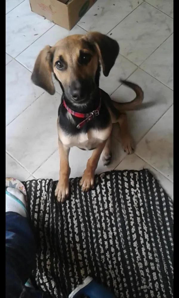 Cachorro ra a Vira Lata idade 2 a 6 meses nome Mel GRATIFICA