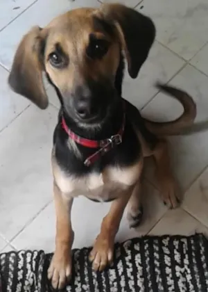 Cachorro raça Vira Lata idade 2 a 6 meses nome Mel GRATIFICA