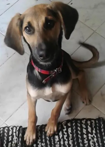 Cachorro ra a Vira Lata idade 2 a 6 meses nome Mel GRATIFICA