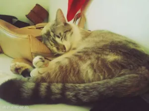 Gato raça SRD idade 1 ano nome Frida