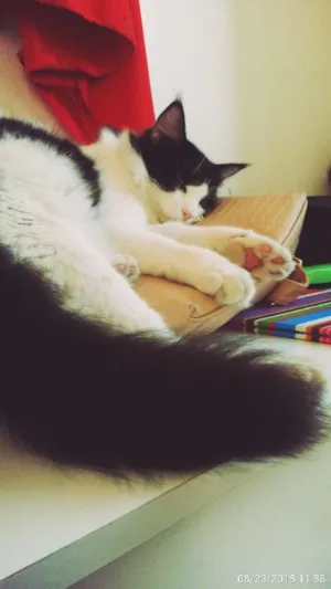 Gato raça SRD idade 1 ano nome Fredinho