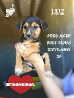 Cachorro raça SRD idade Abaixo de 2 meses nome Luz