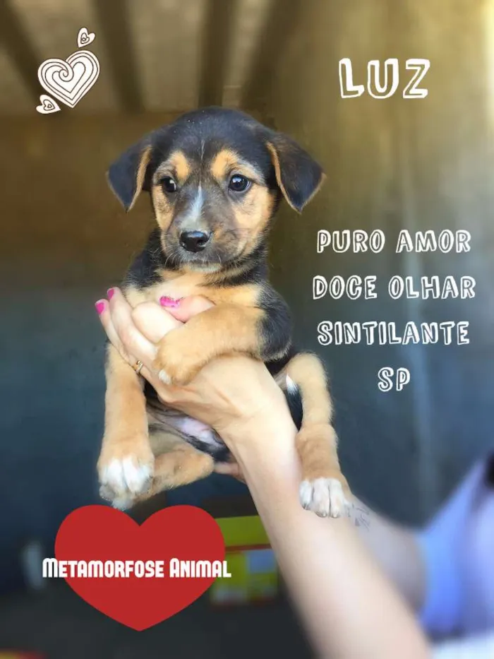 Cachorro ra a SRD idade Abaixo de 2 meses nome Luz