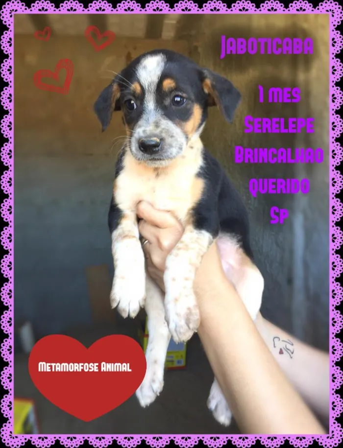 Cachorro ra a SRD idade Abaixo de 2 meses nome Jaboticaba