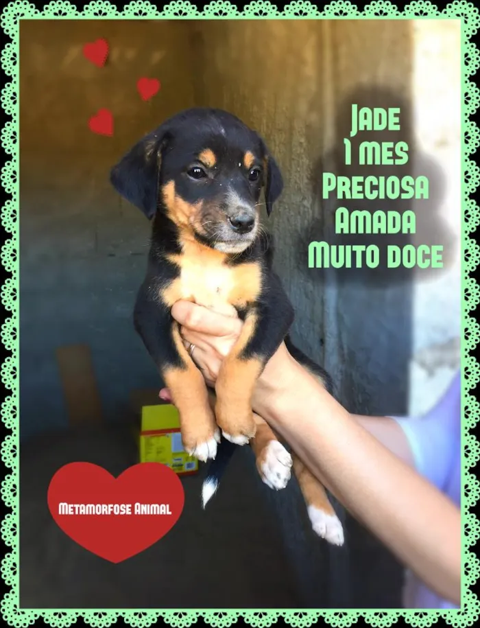 Cachorro ra a SRD idade Abaixo de 2 meses nome Jade