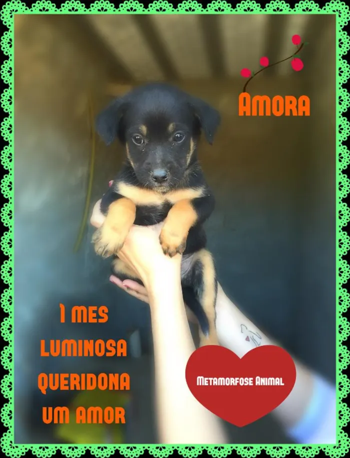 Cachorro ra a SRD idade Abaixo de 2 meses nome Amora