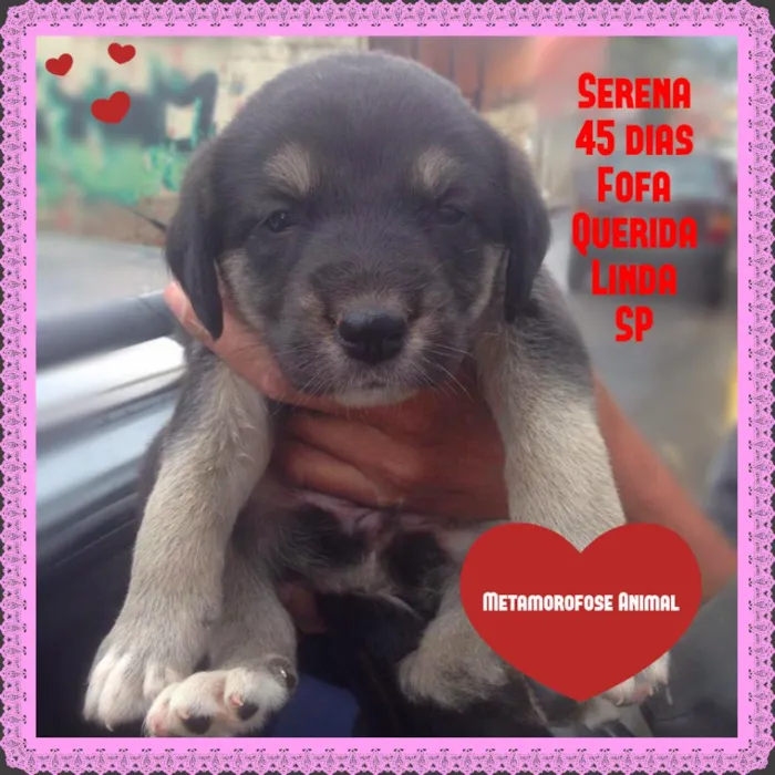Cachorro ra a SRD idade Abaixo de 2 meses nome Serena