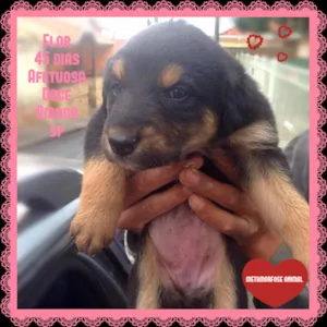 Cachorro raça SRD idade Abaixo de 2 meses nome Flor