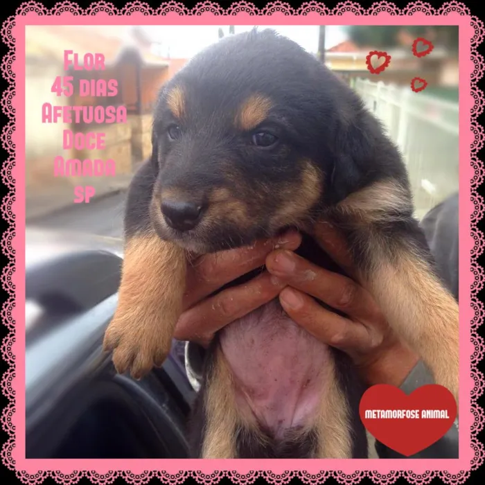 Cachorro ra a SRD idade Abaixo de 2 meses nome Flor