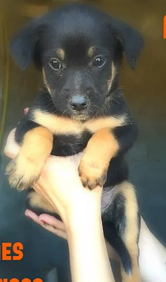 Cachorro ra a SRD idade Abaixo de 2 meses nome Amora