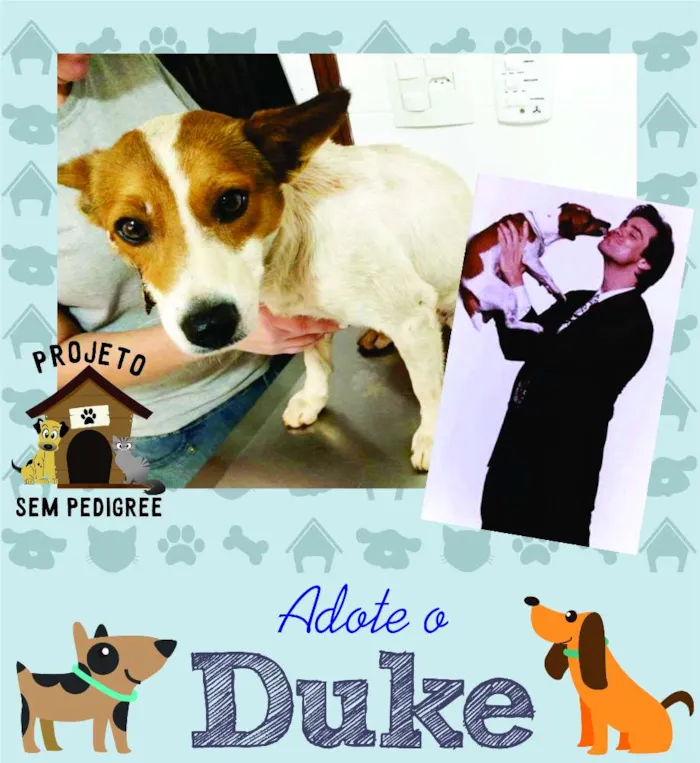 Cachorro ra a SRD idade 2 anos nome Duke