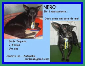 Cachorro raça SRD idade 1 ano nome NERO