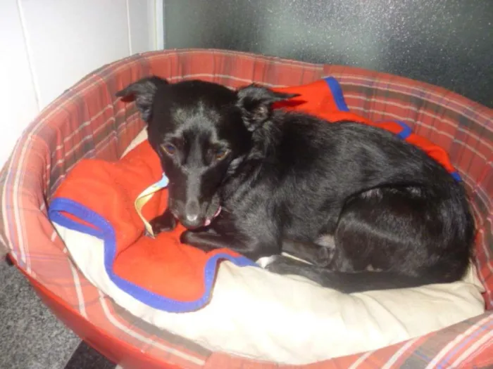 Cachorro ra a SRD idade 1 ano nome NERO