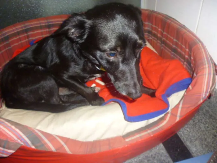 Cachorro ra a SRD idade 1 ano nome NERO