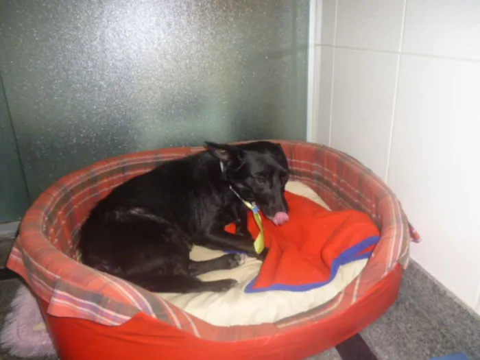 Cachorro ra a SRD idade 1 ano nome NERO