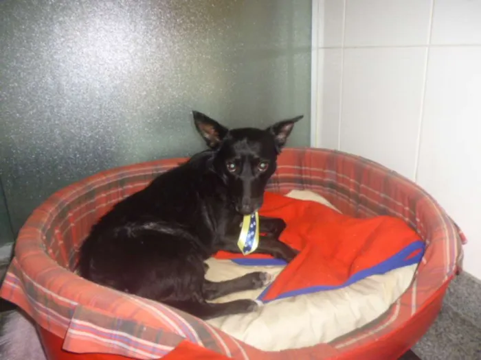 Cachorro ra a SRD idade 1 ano nome NERO