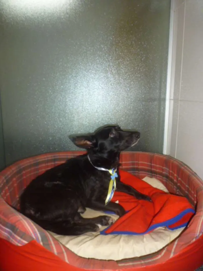 Cachorro ra a SRD idade 1 ano nome NERO