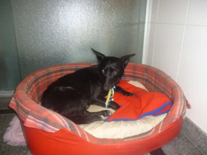 Cachorro ra a SRD idade 1 ano nome NERO