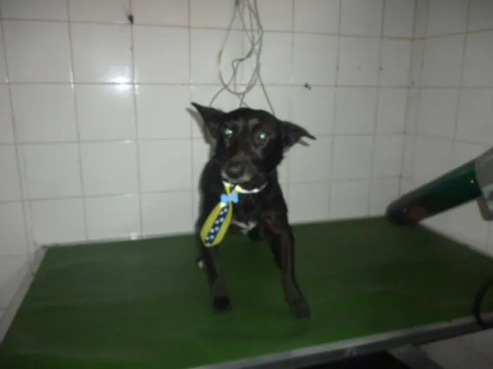 Cachorro ra a SRD idade 1 ano nome NERO