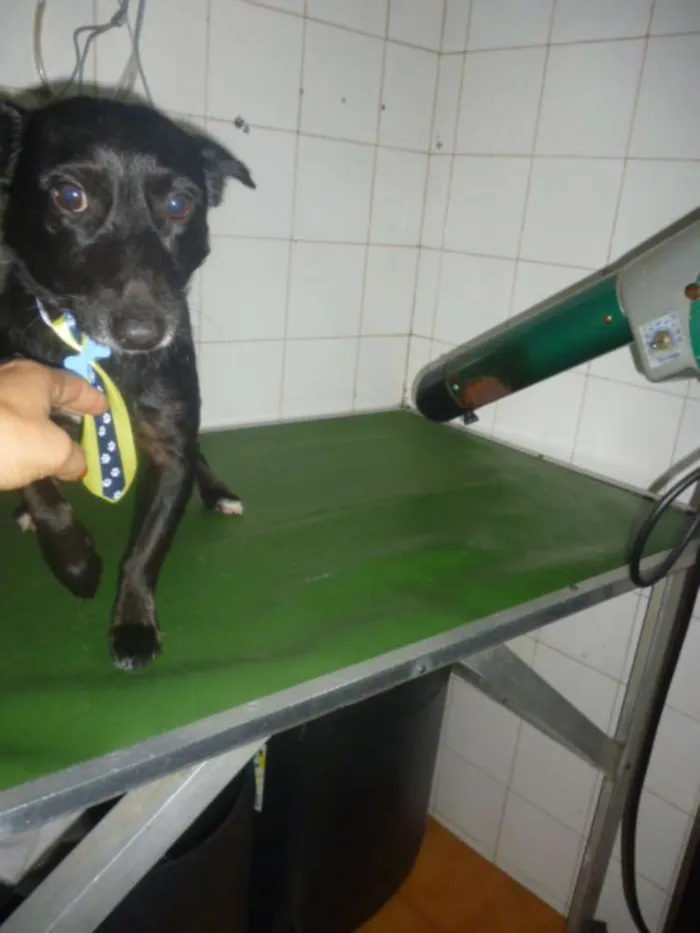 Cachorro ra a SRD idade 1 ano nome NERO