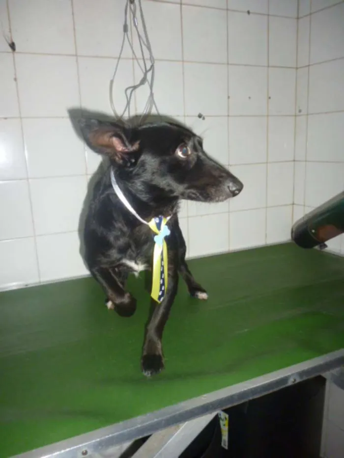 Cachorro ra a SRD idade 1 ano nome NERO