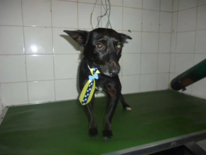 Cachorro ra a SRD idade 1 ano nome NERO