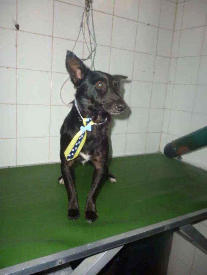 Cachorro ra a SRD idade 1 ano nome NERO