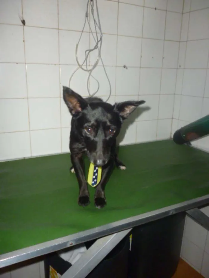 Cachorro ra a SRD idade 1 ano nome NERO