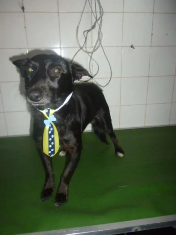 Cachorro ra a SRD idade 1 ano nome NERO