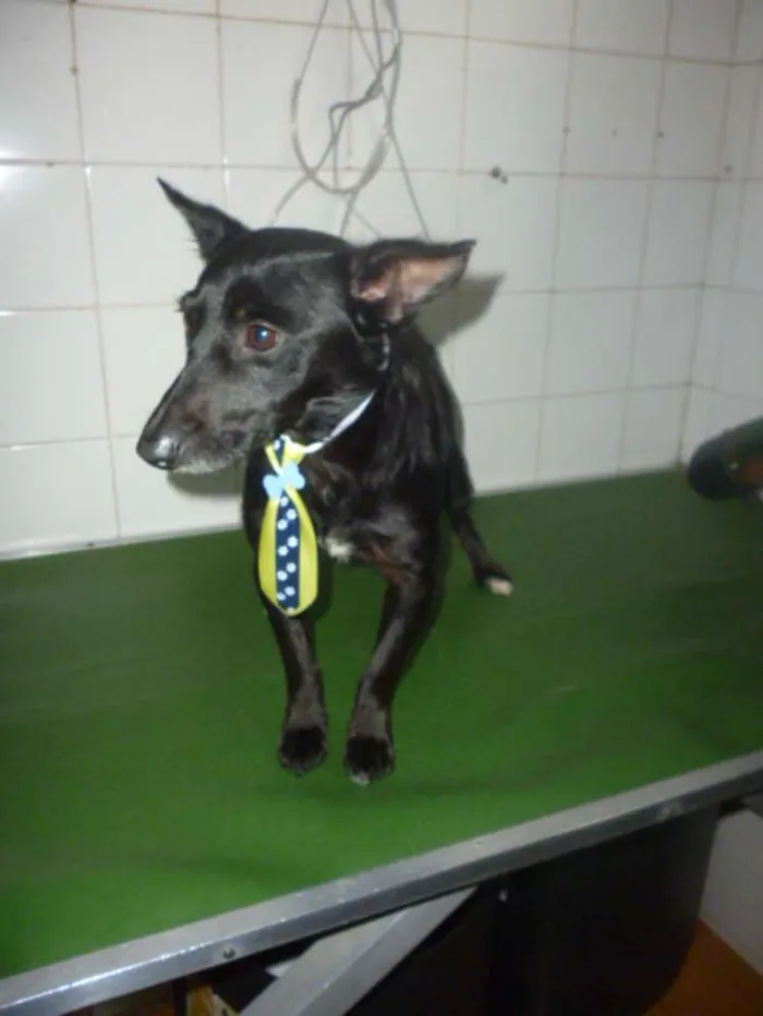 Cachorro ra a SRD idade 1 ano nome NERO