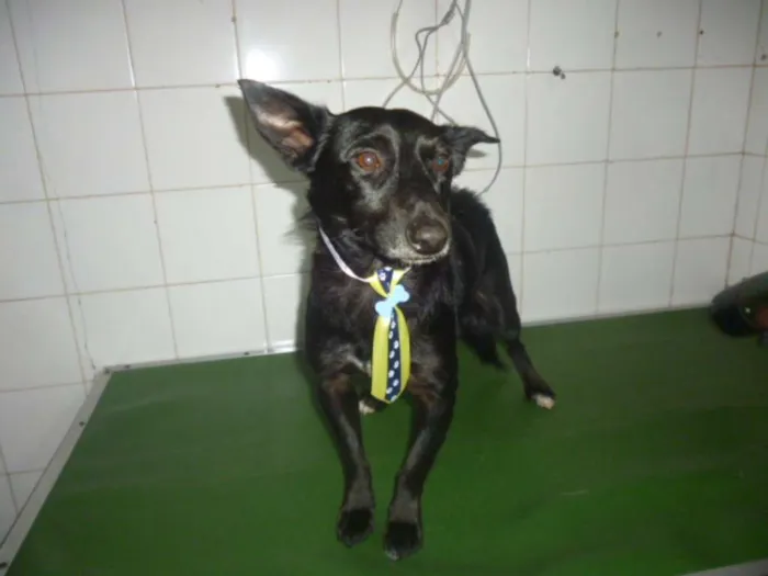 Cachorro ra a SRD idade 1 ano nome NERO