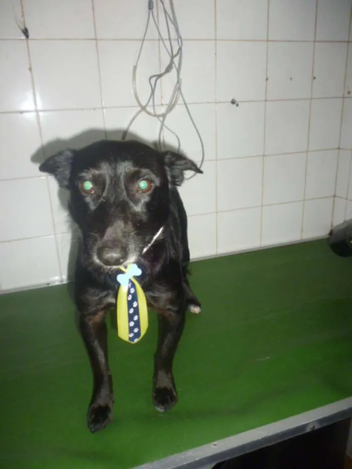 Cachorro ra a SRD idade 1 ano nome NERO