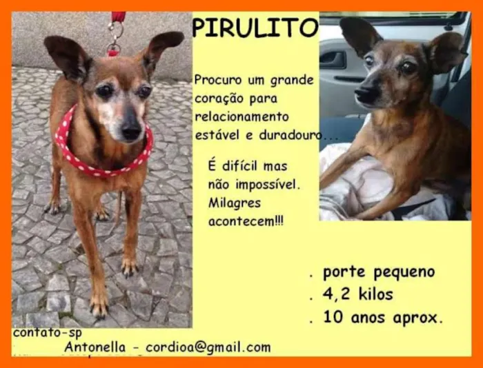 Cachorro ra a PINSCHER idade 6 ou mais anos nome PIRULITO