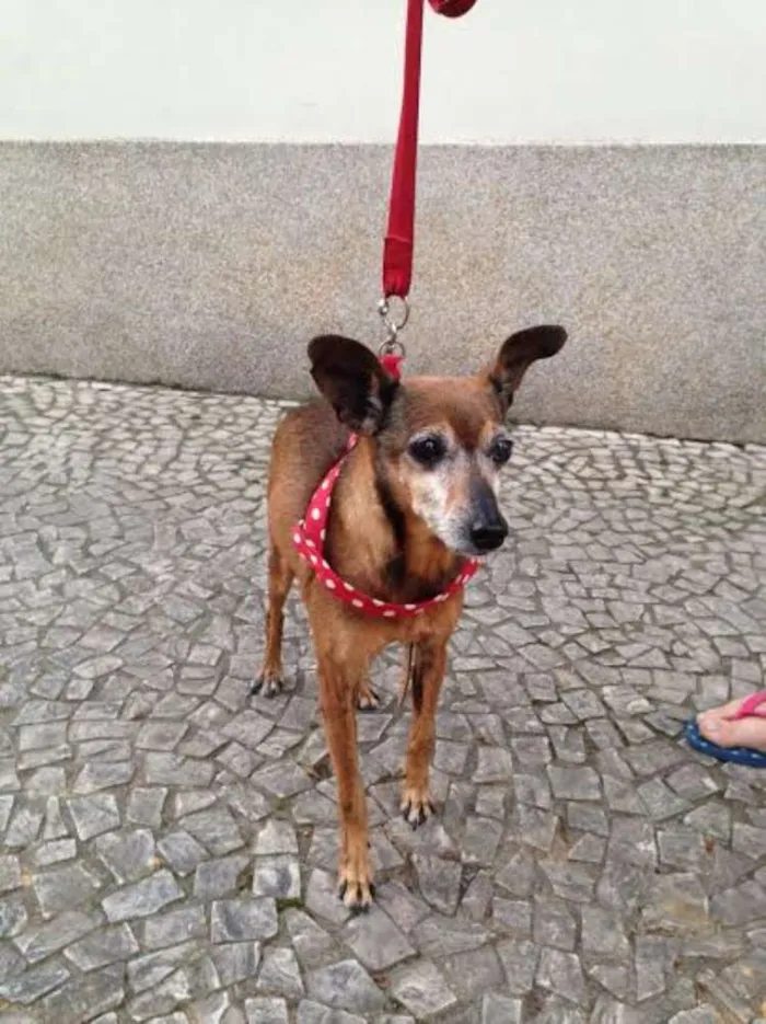 Cachorro ra a PINSCHER idade 6 ou mais anos nome PIRULITO