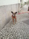 PIRULITO