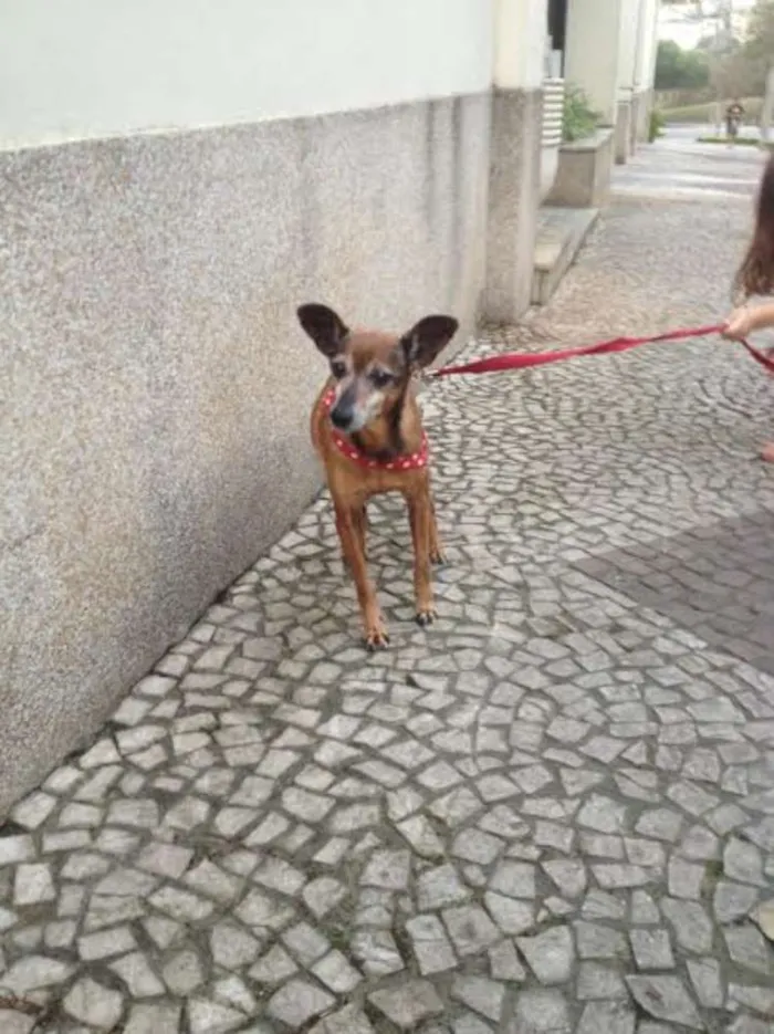 Cachorro ra a PINSCHER idade 6 ou mais anos nome PIRULITO