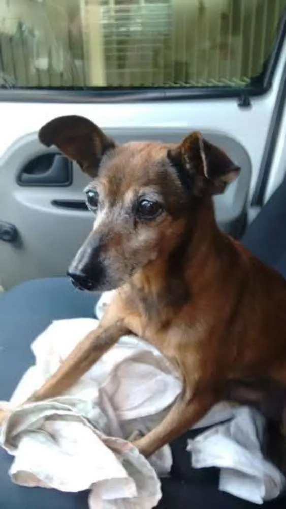 Cachorro ra a PINSCHER idade 6 ou mais anos nome PIRULITO