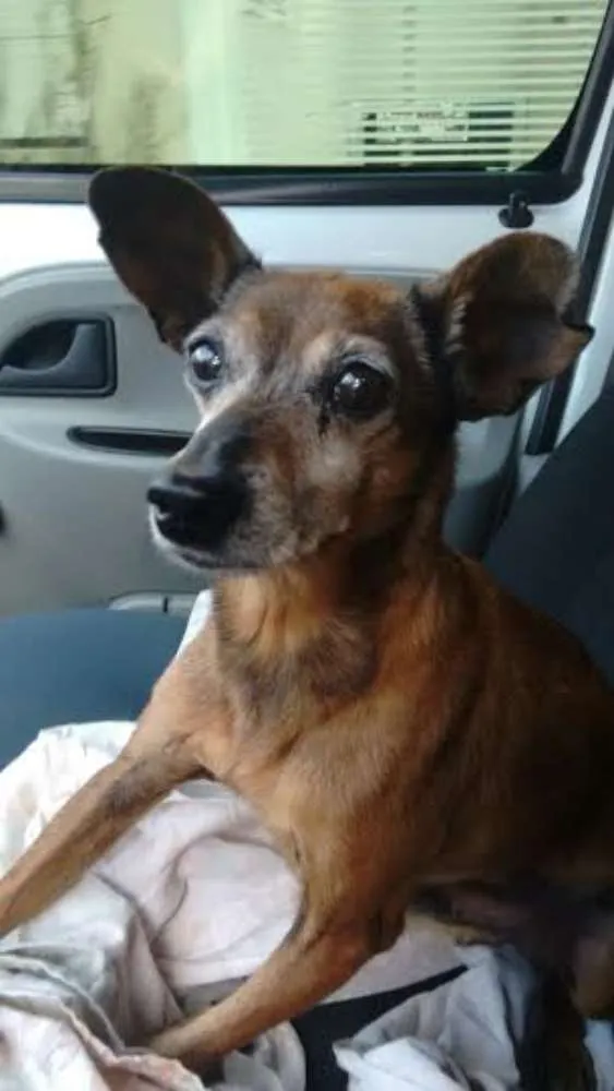 Cachorro ra a PINSCHER idade 6 ou mais anos nome PIRULITO