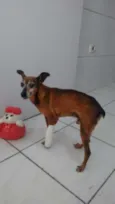 PIRULITO