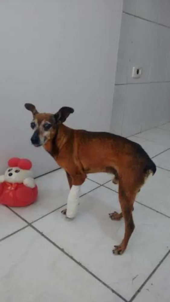 Cachorro ra a PINSCHER idade 6 ou mais anos nome PIRULITO