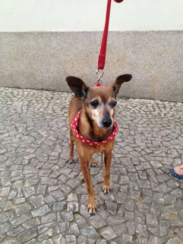 Cachorro ra a PINSCHER idade 6 ou mais anos nome PIRULITO