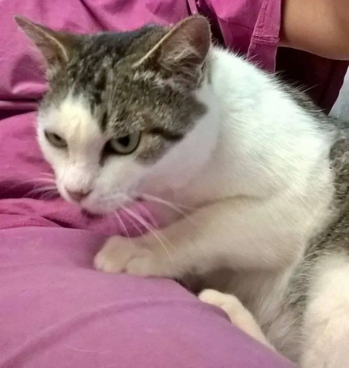 Gato ra a SRD idade 1 ano nome ESMERALDA
