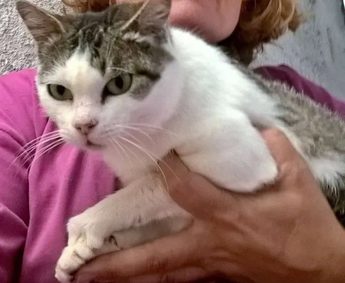 Gato ra a SRD idade 1 ano nome ESMERALDA