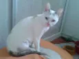 PÉROLA