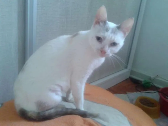 Gato ra a SRD idade 2 anos nome PÉROLA