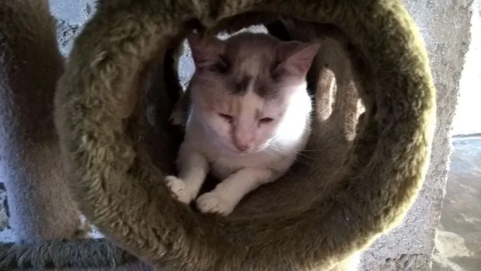 Gato ra a SRD idade 2 anos nome PÉROLA