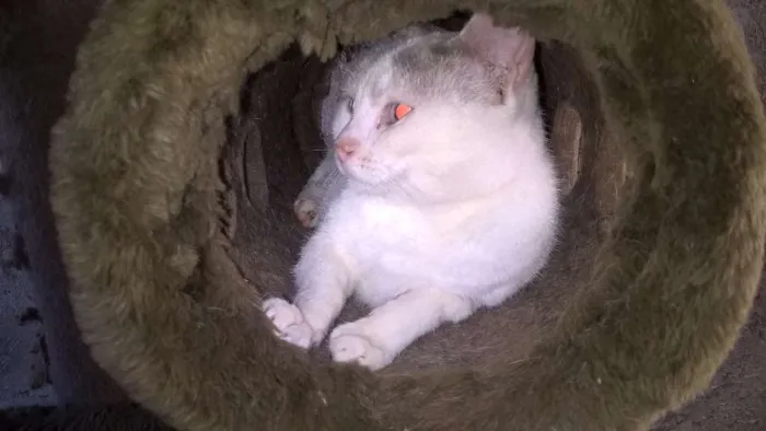 Gato ra a SRD idade 2 anos nome PÉROLA